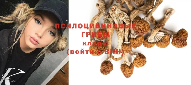 Галлюциногенные грибы Psilocybine cubensis  Сарапул 